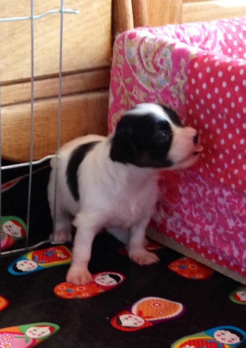 Papillon Flowerbirds Zia Be My Beauty - Skønne billder fra opdrætter :-) billede 48