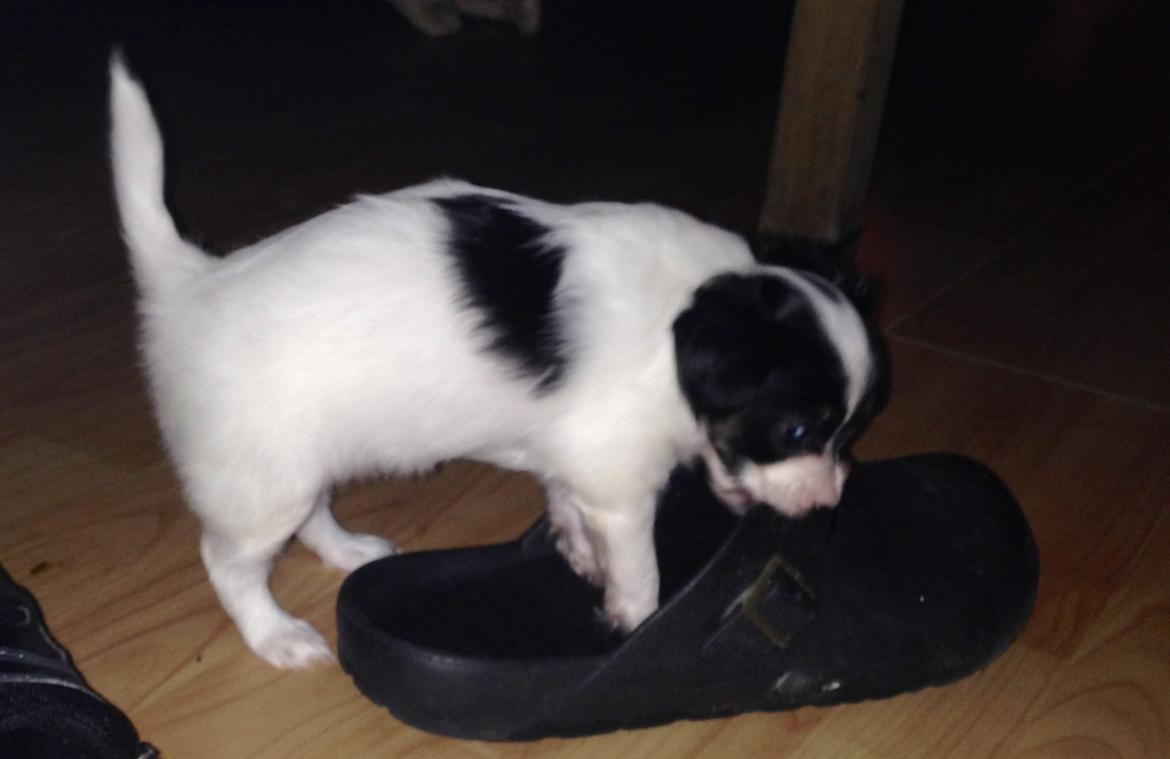 Papillon Flowerbirds Zia Be My Beauty - Der tygges lidt hist og her. billede 49