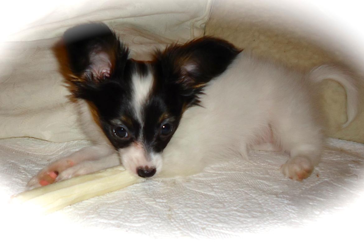 Papillon Flowerbirds Zia Be My Beauty billede 38