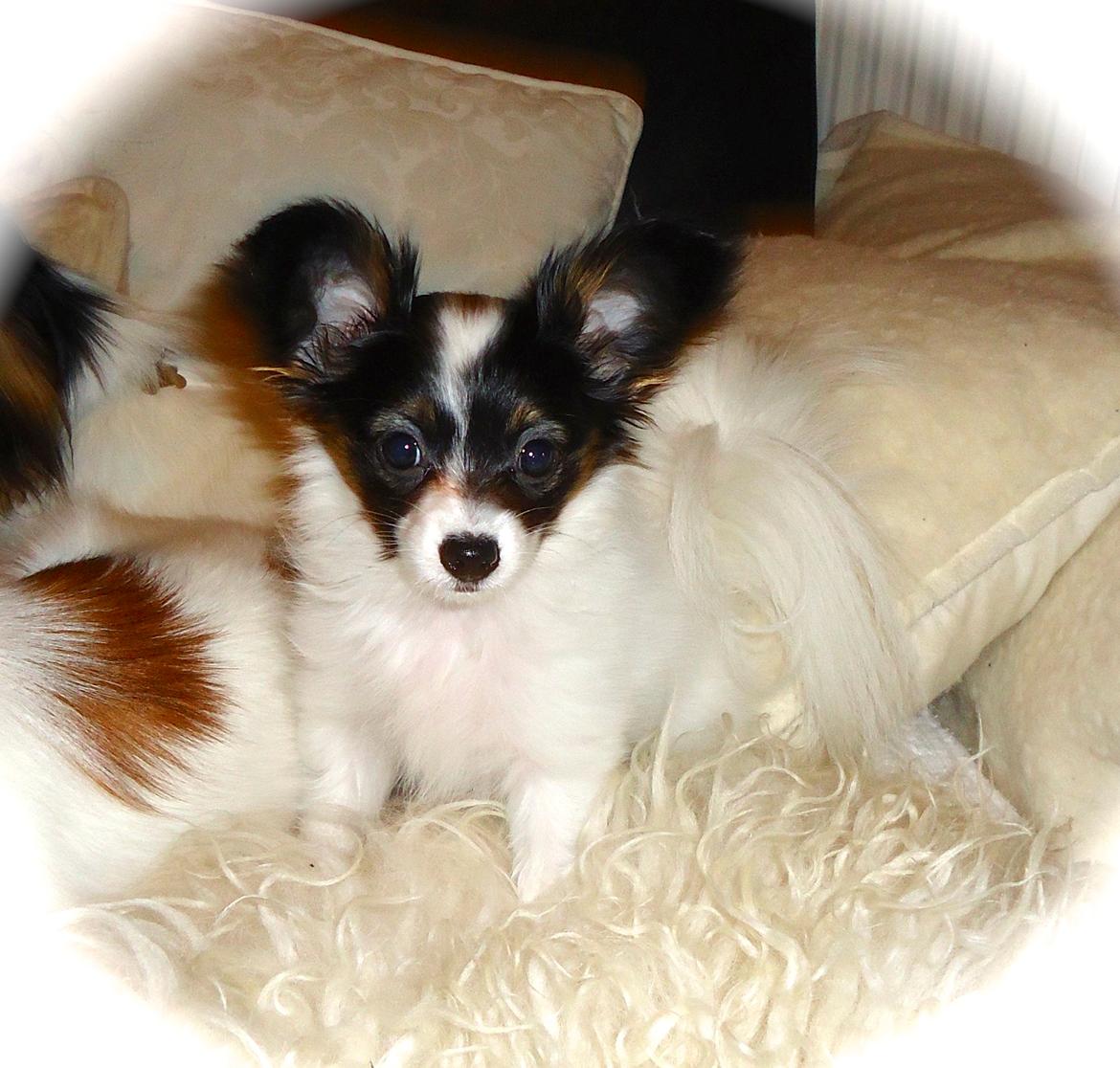 Papillon Flowerbirds Zia Be My Beauty - Zia knap 3 mdr. gammel billede 34