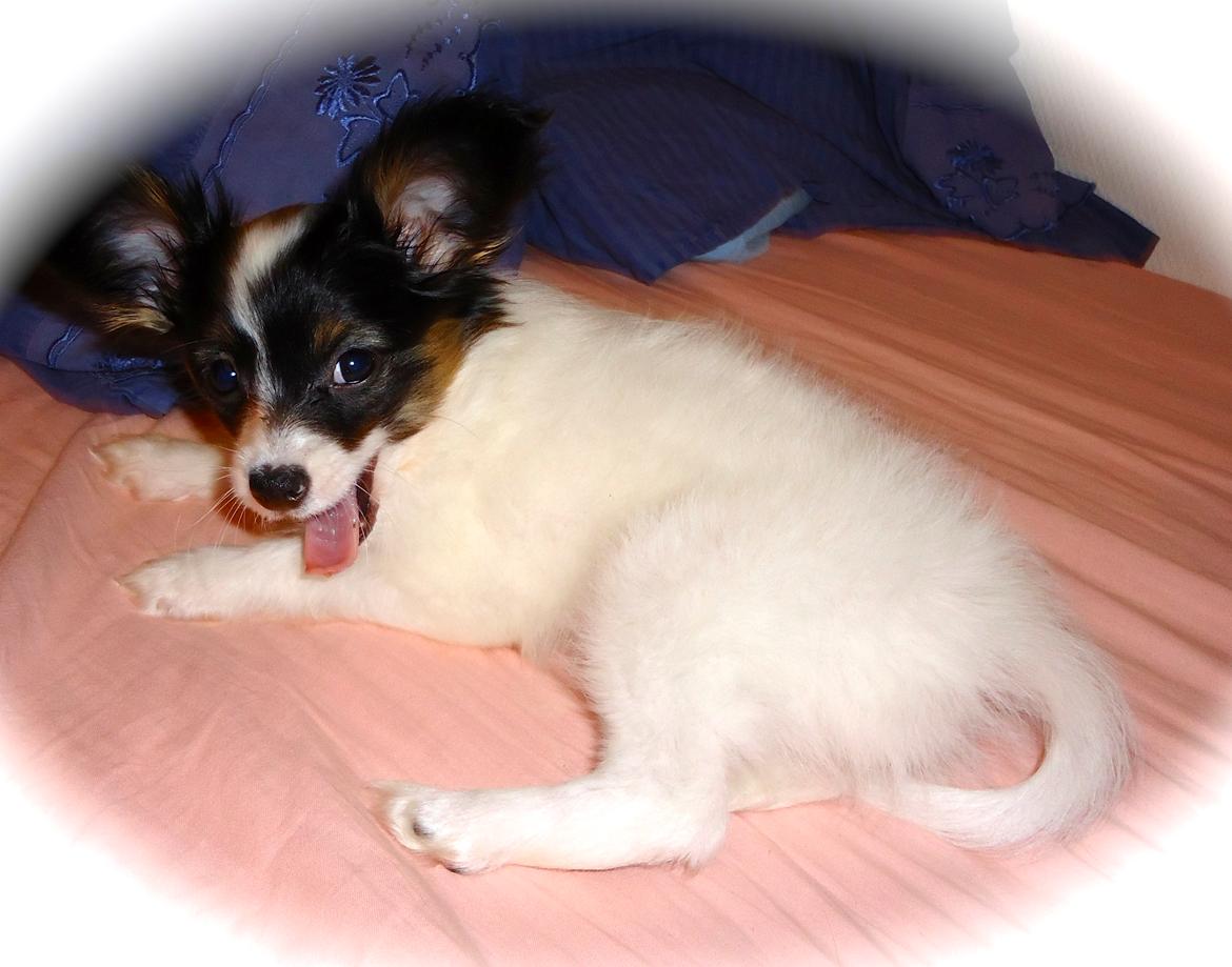 Papillon Flowerbirds Zia Be My Beauty billede 39