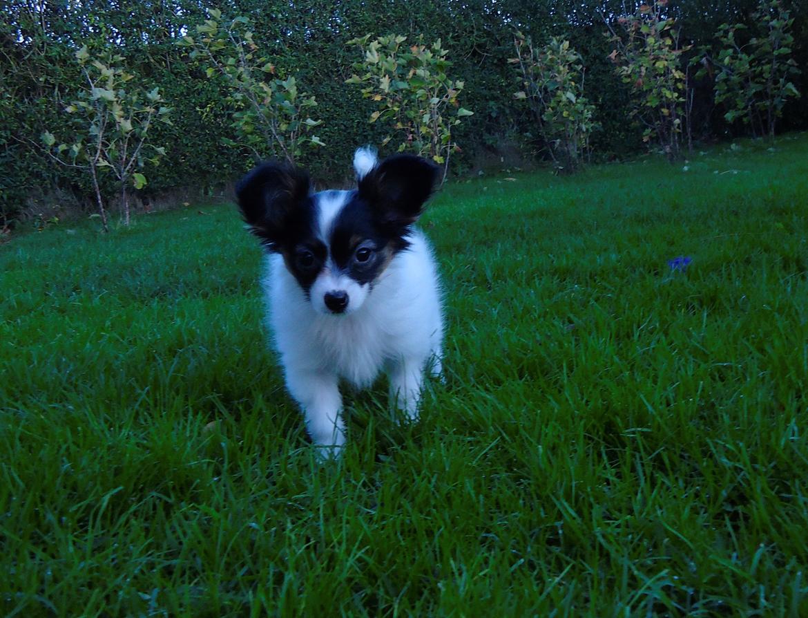 Papillon Flowerbirds Zia Be My Beauty - Føler sig nu helt tryg i haven. billede 44