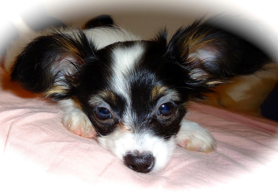 Papillon Flowerbirds Zia Be My Beauty - SÅ TRÆT og så bliver mor ved med at tage billeder igen og igen....suk. billede 40