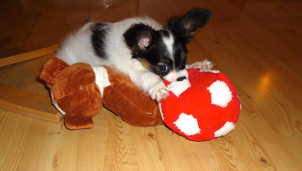 Papillon Flowerbirds Zia Be My Beauty billede 35