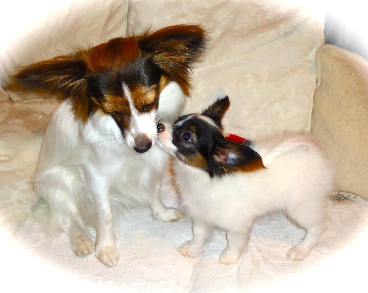 Papillon Flowerbirds Zia Be My Beauty - Zia og Soffy sammen - de er (biologiske) kusiner til hinanden. billede 41