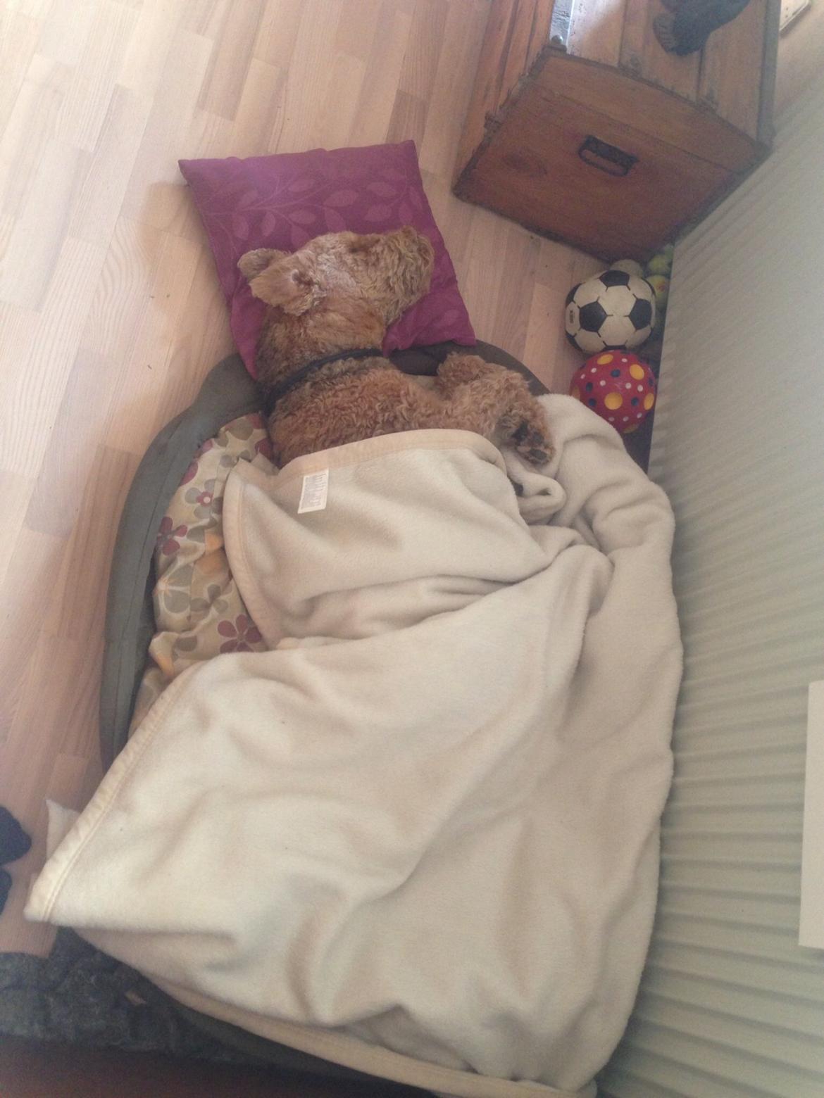 Airedale terrier  Airedale terrier Spiceaway Vindicate (Valley) billede 1