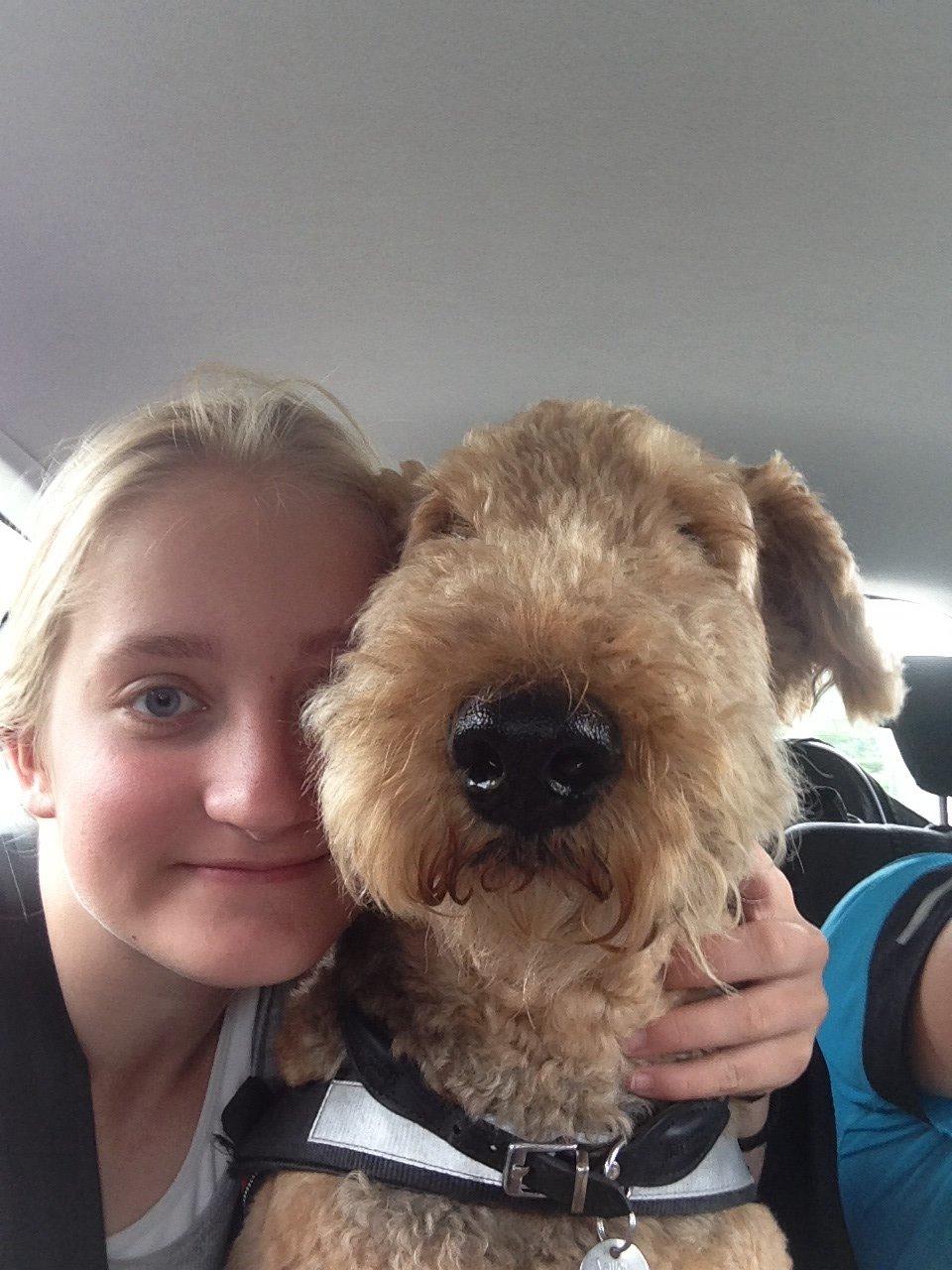 Airedale terrier  Airedale terrier Spiceaway Vindicate (Valley) billede 2