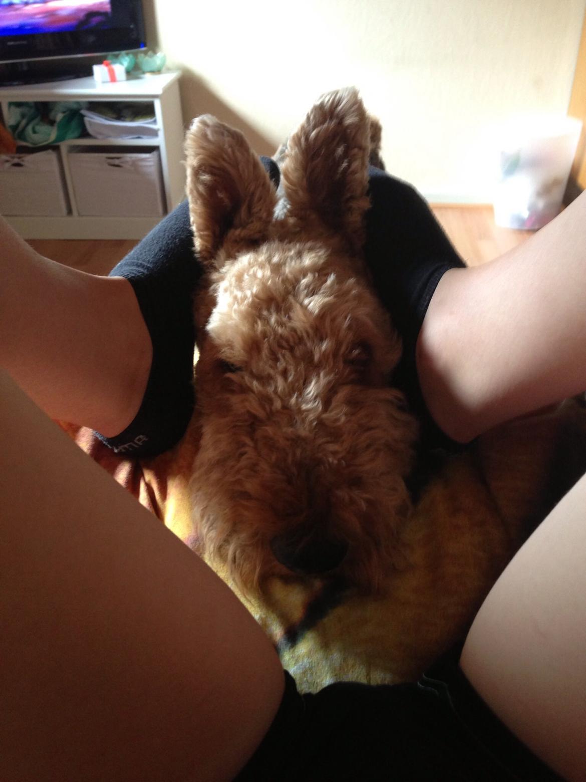 Airedale terrier  Airedale terrier Spiceaway Vindicate (Valley) billede 3