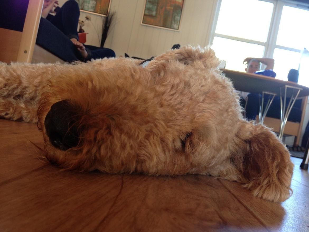 Airedale terrier  Airedale terrier Spiceaway Vindicate (Valley) billede 4