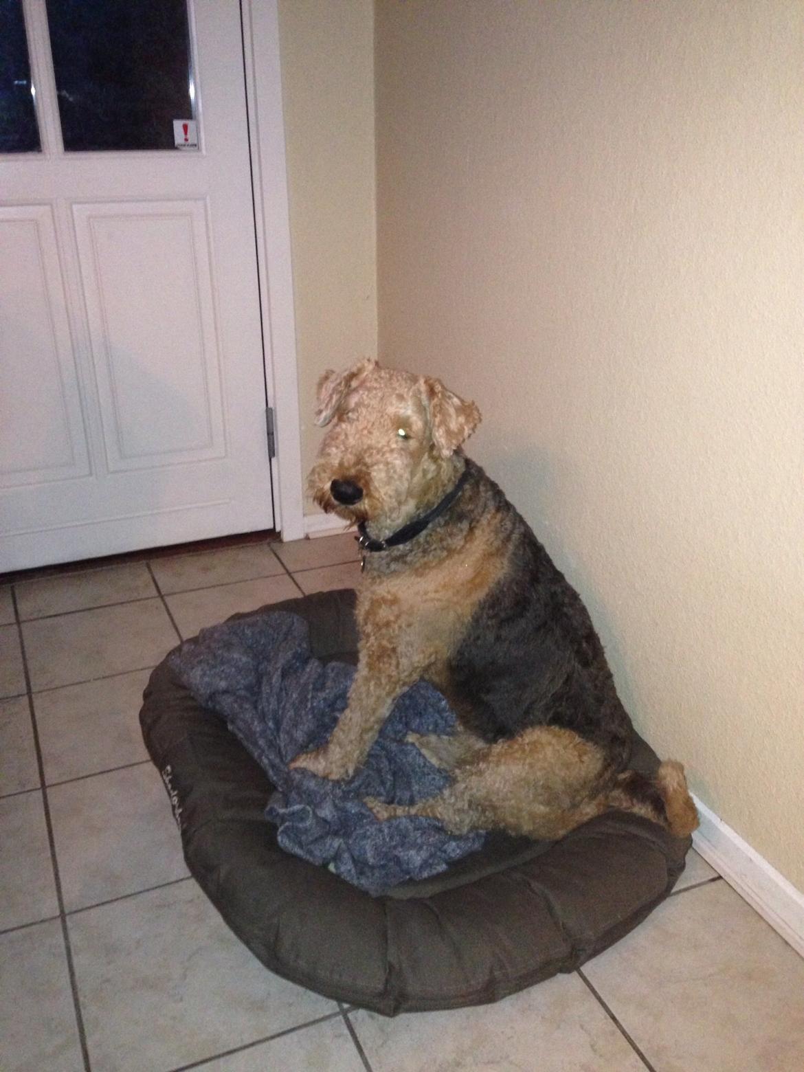 Airedale terrier  Airedale terrier Spiceaway Vindicate (Valley) billede 5