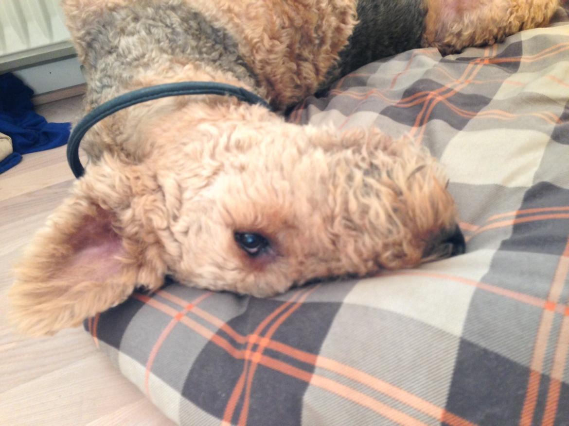 Airedale terrier  Airedale terrier Spiceaway Vindicate (Valley) billede 6