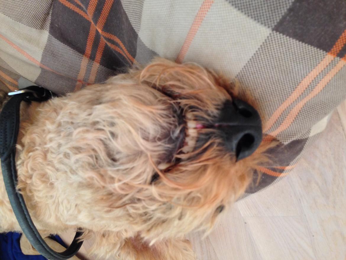 Airedale terrier  Airedale terrier Spiceaway Vindicate (Valley) billede 7