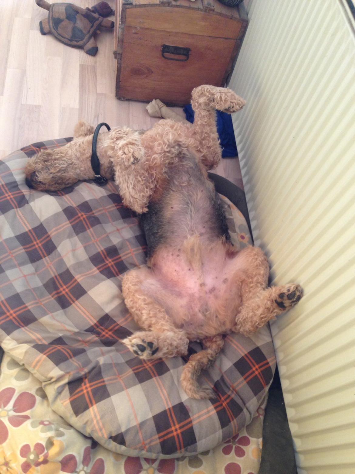 Airedale terrier  Airedale terrier Spiceaway Vindicate (Valley) billede 8