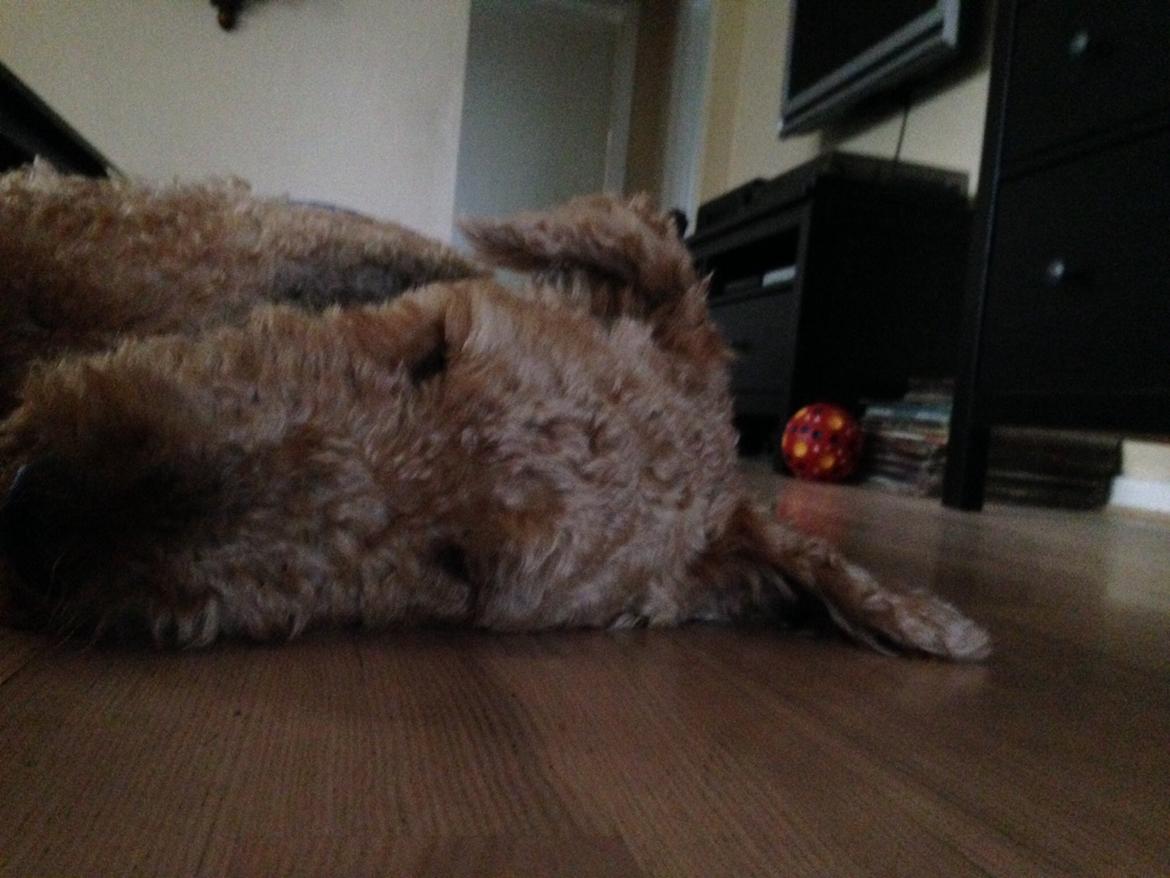 Airedale terrier  Airedale terrier Spiceaway Vindicate (Valley) billede 9