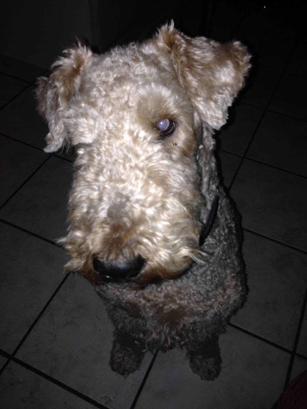Airedale terrier  Airedale terrier Spiceaway Vindicate (Valley) billede 10