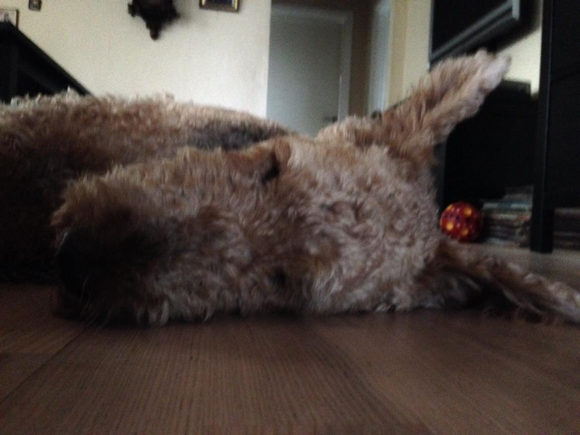 Airedale terrier  Airedale terrier Spiceaway Vindicate (Valley) billede 11