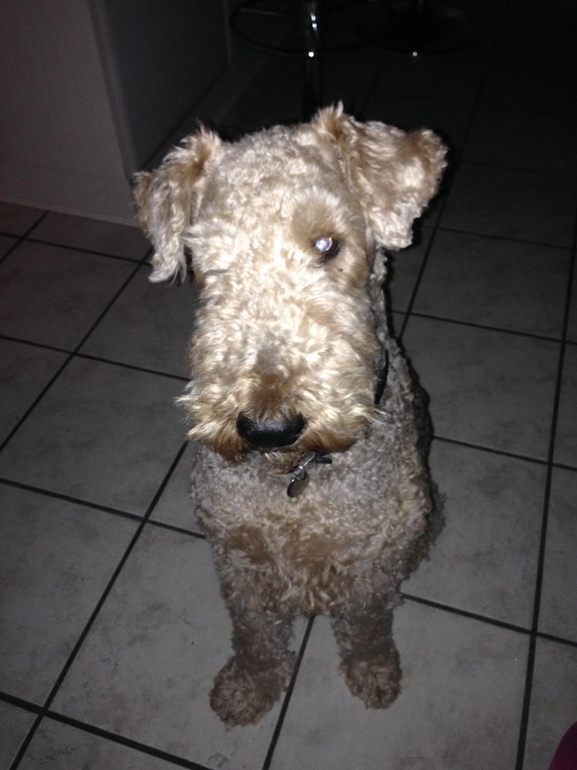 Airedale terrier  Airedale terrier Spiceaway Vindicate (Valley) billede 12