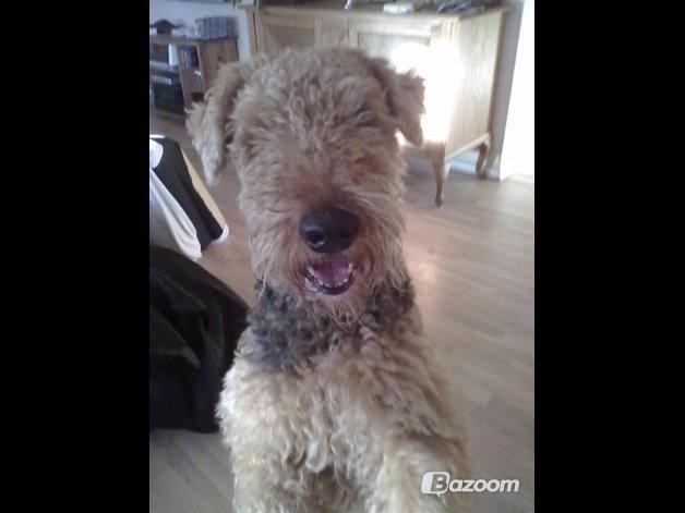Airedale terrier  Airedale terrier Spiceaway Vindicate (Valley) billede 13