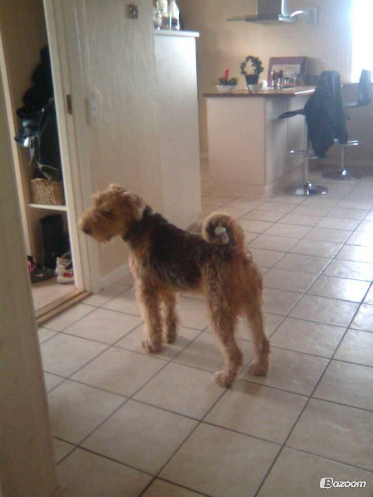 Airedale terrier  Airedale terrier Spiceaway Vindicate (Valley) billede 14