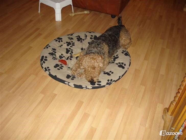 Airedale terrier  Airedale terrier Spiceaway Vindicate (Valley) billede 15