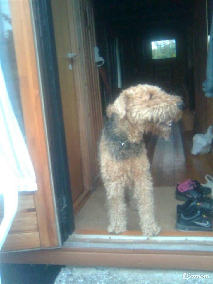 Airedale terrier  Airedale terrier Spiceaway Vindicate (Valley) billede 16