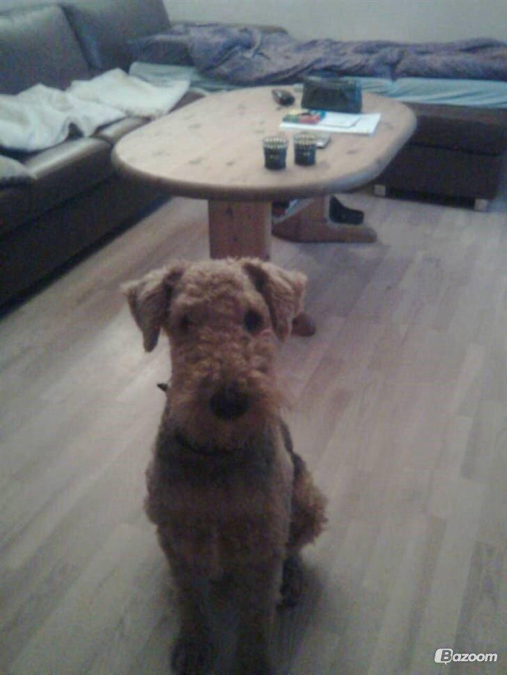 Airedale terrier  Airedale terrier Spiceaway Vindicate (Valley) billede 17