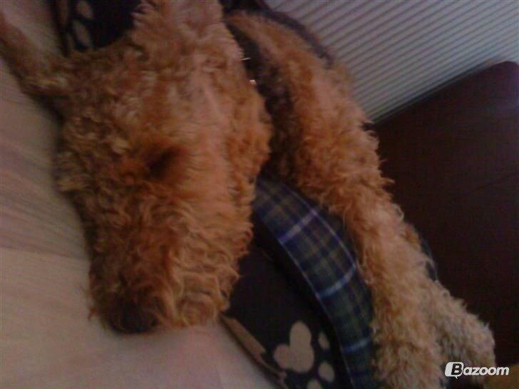 Airedale terrier  Airedale terrier Spiceaway Vindicate (Valley) billede 18