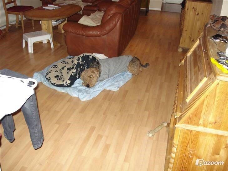 Airedale terrier  Airedale terrier Spiceaway Vindicate (Valley) billede 19