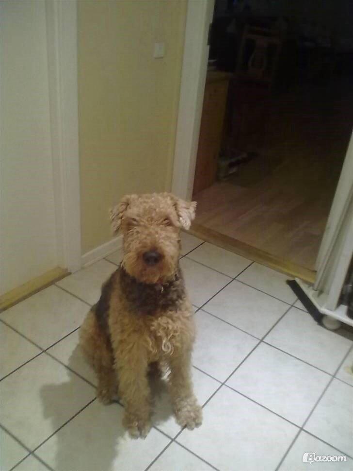 Airedale terrier  Airedale terrier Spiceaway Vindicate (Valley) billede 20