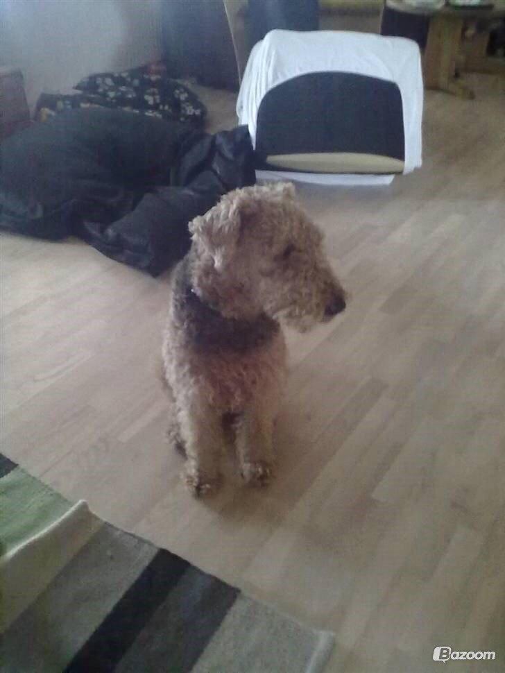 Airedale terrier  Airedale terrier Spiceaway Vindicate (Valley) billede 21