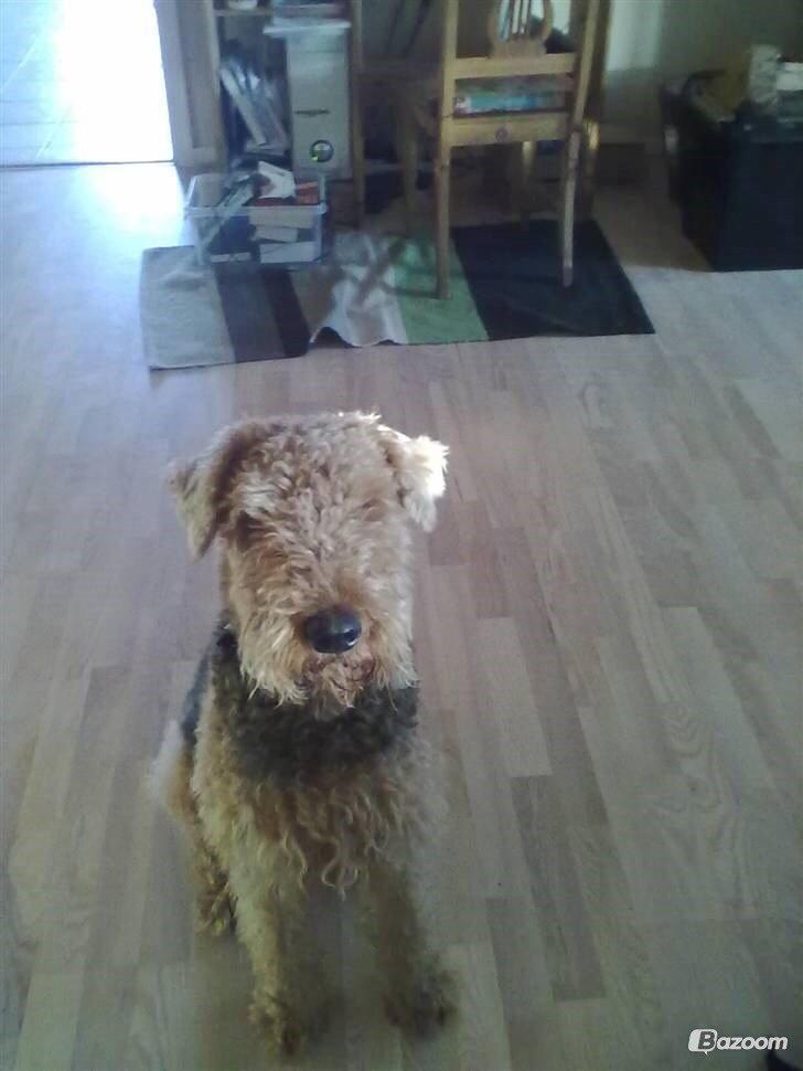 Airedale terrier  Airedale terrier Spiceaway Vindicate (Valley) billede 22