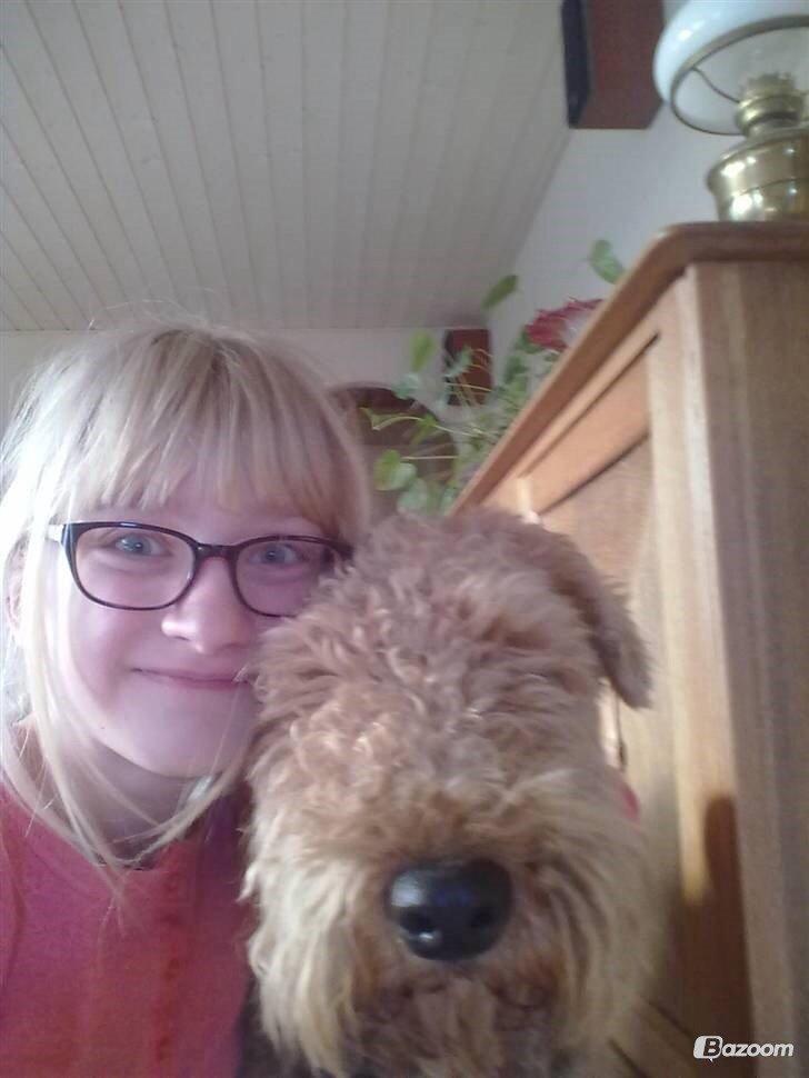 Airedale terrier  Airedale terrier Spiceaway Vindicate (Valley) billede 23