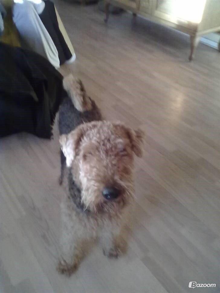 Airedale terrier  Airedale terrier Spiceaway Vindicate (Valley) billede 24