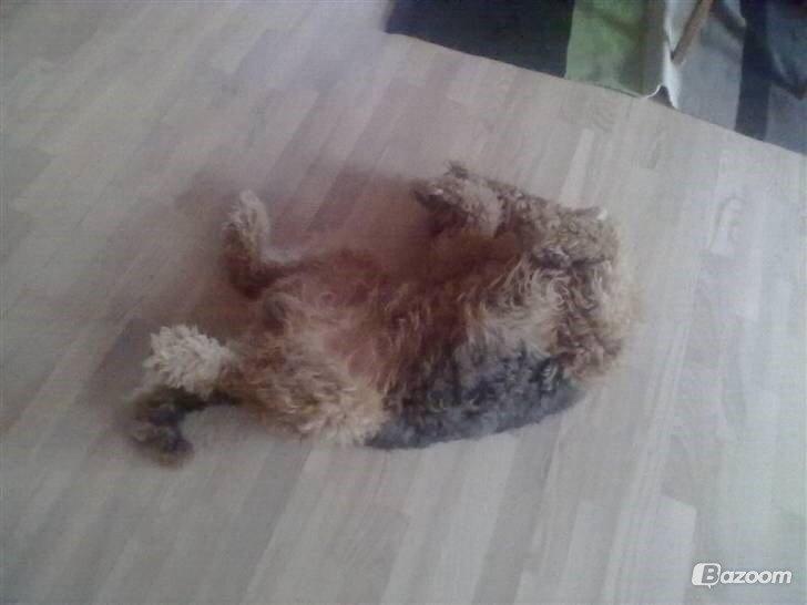Airedale terrier  Airedale terrier Spiceaway Vindicate (Valley) billede 25
