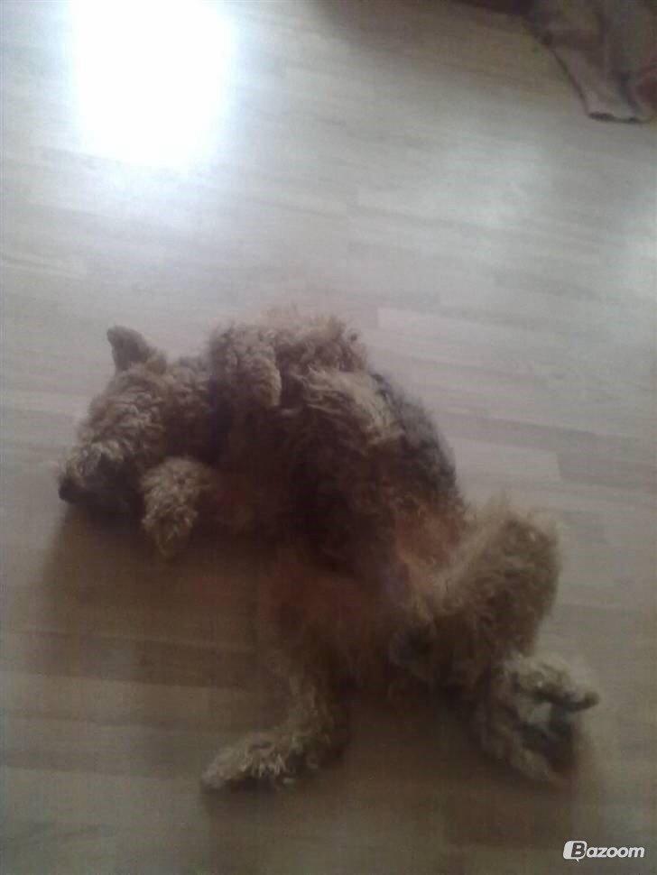 Airedale terrier  Airedale terrier Spiceaway Vindicate (Valley) billede 26