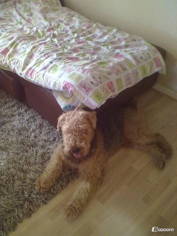 Airedale terrier  Airedale terrier Spiceaway Vindicate (Valley) billede 27