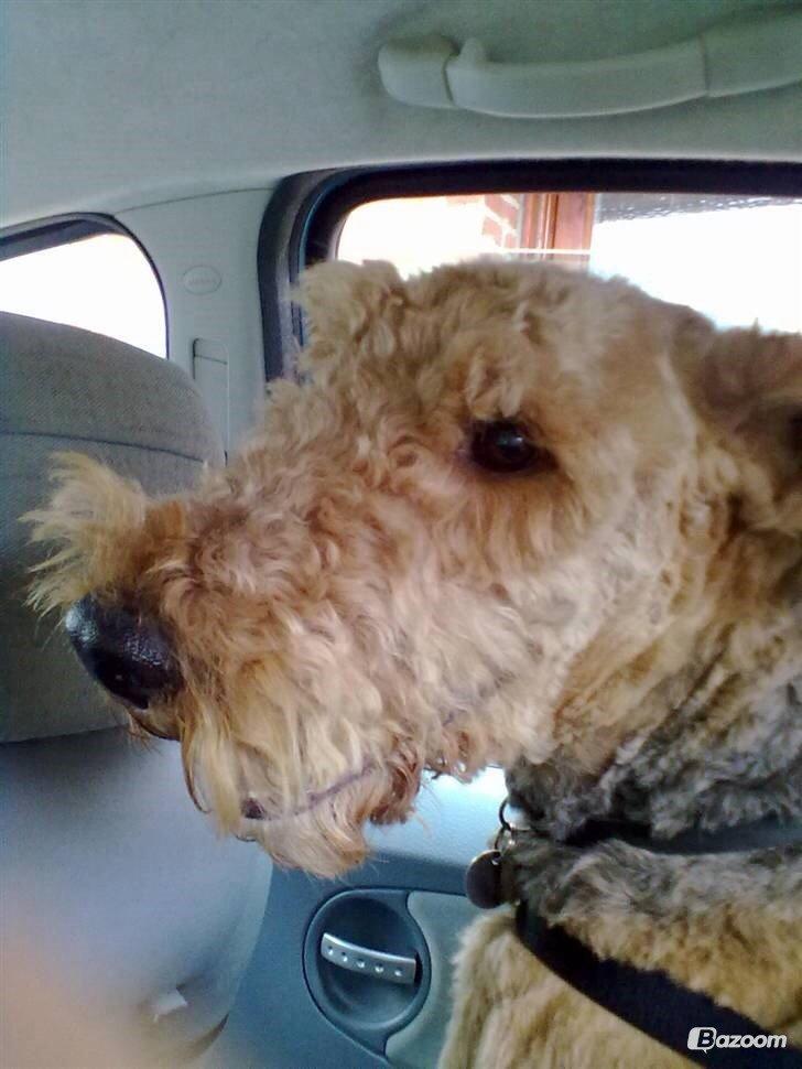 Airedale terrier  Airedale terrier Spiceaway Vindicate (Valley) billede 28