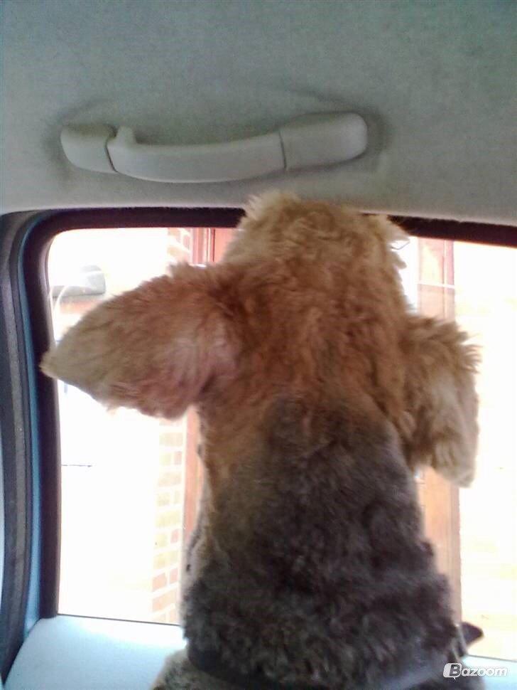 Airedale terrier  Airedale terrier Spiceaway Vindicate (Valley) billede 29