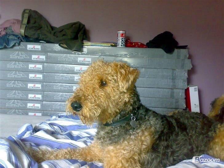 Airedale terrier  Airedale terrier Spiceaway Vindicate (Valley) billede 30