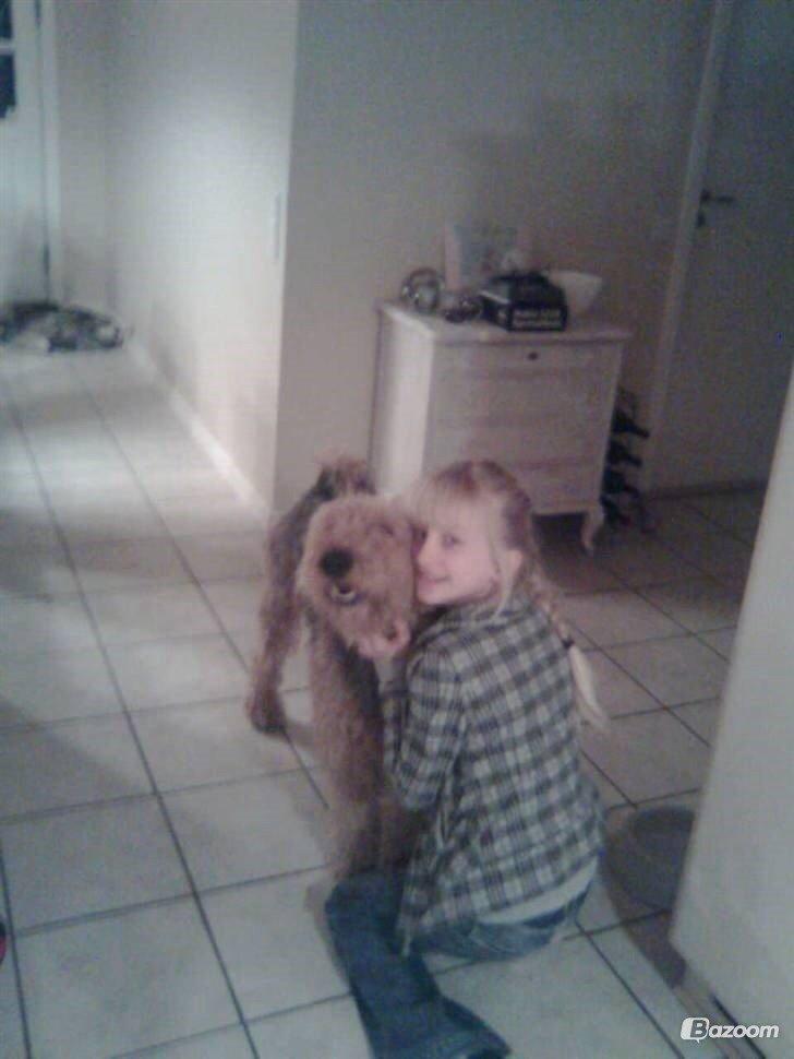 Airedale terrier  Airedale terrier Spiceaway Vindicate (Valley) billede 31