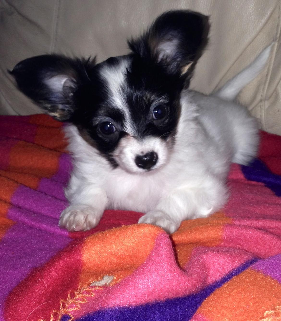 Papillon Flowerbirds Zia Be My Beauty billede 47