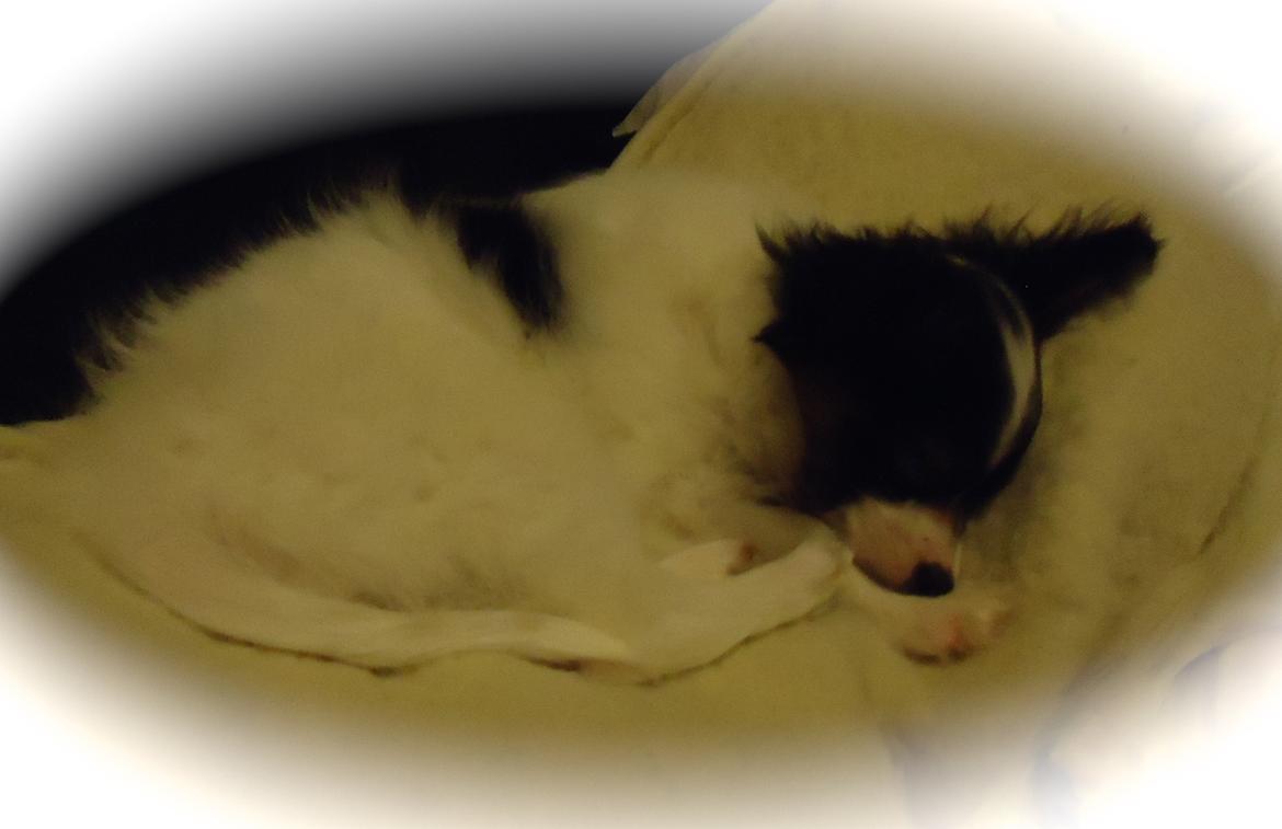 Papillon Flowerbirds Zia Be My Beauty billede 42