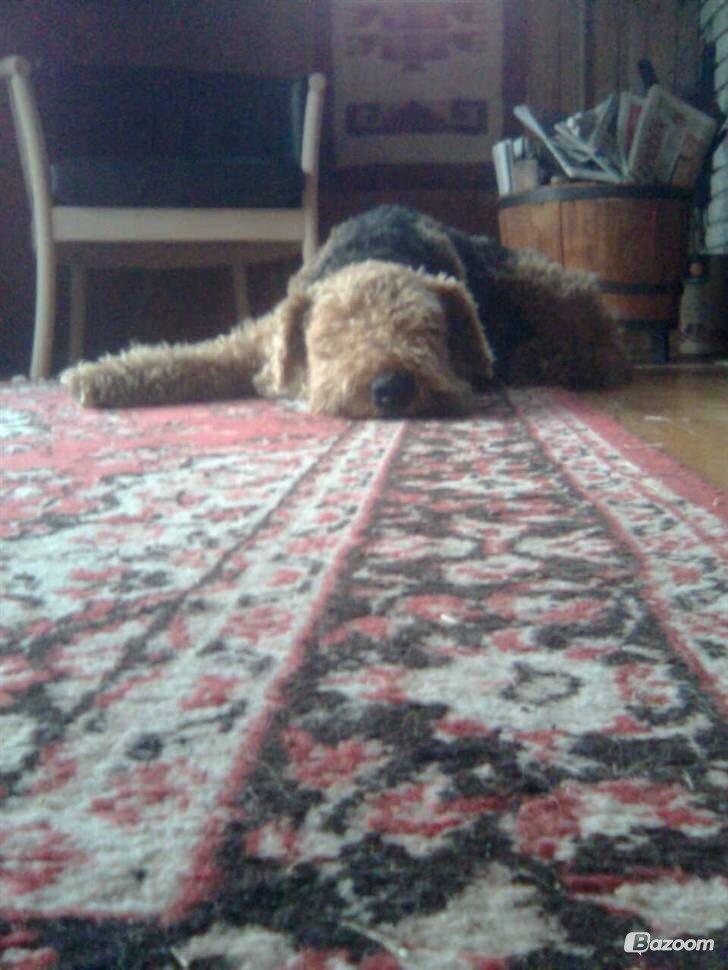 Airedale terrier  Airedale terrier Spiceaway Vindicate (Valley) billede 32