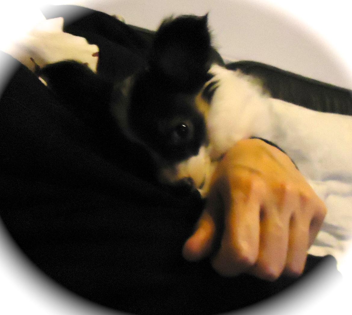 Papillon Flowerbirds Zia Be My Beauty billede 43