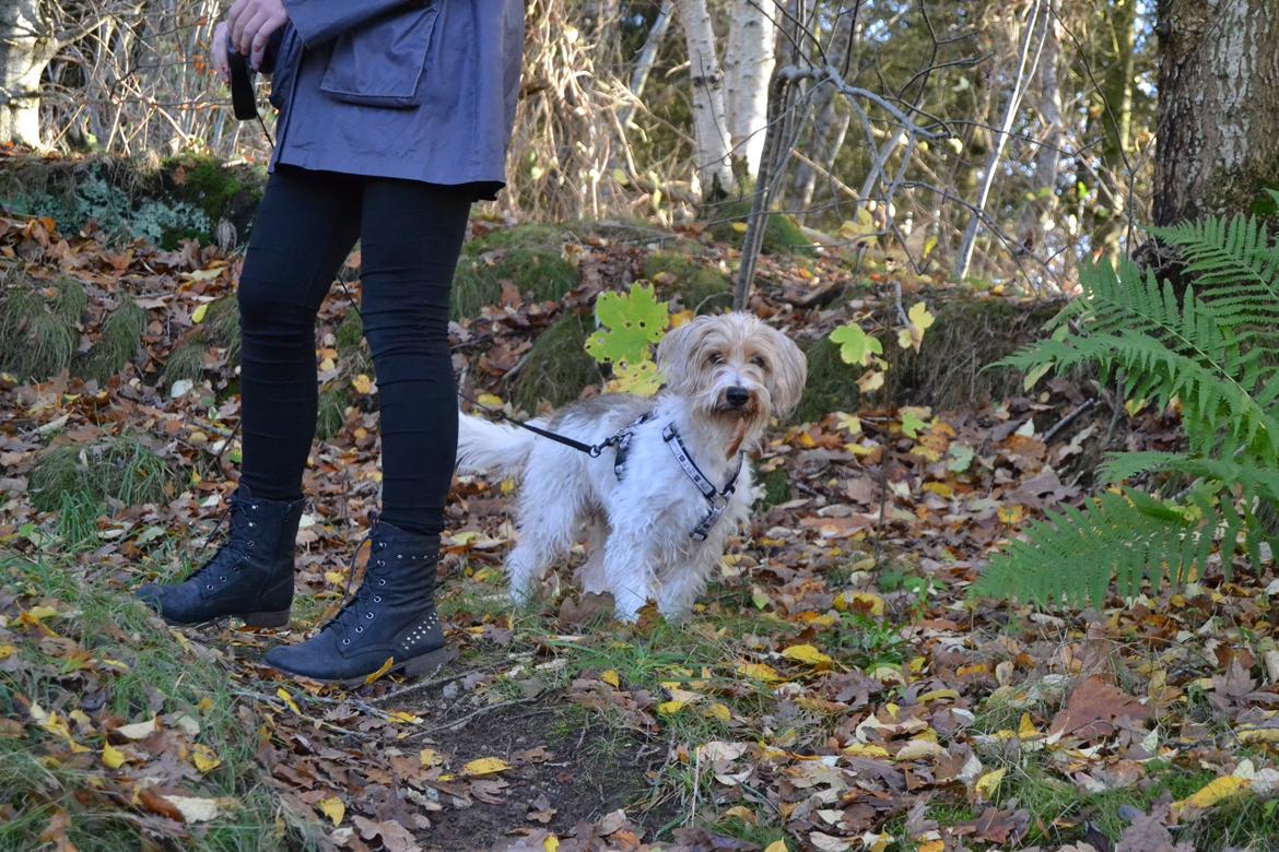 Blanding af racer Pjuske billede 21