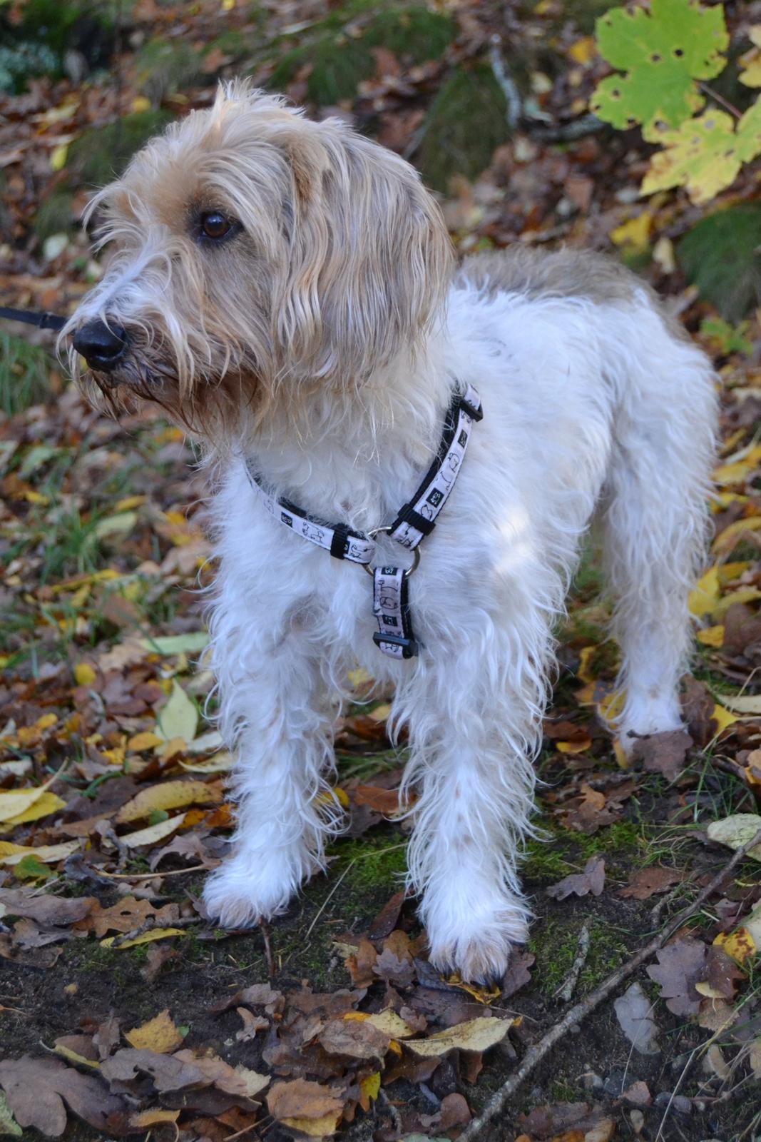 Blanding af racer Pjuske - Velkommen til pjuske's profil. :D billede 2