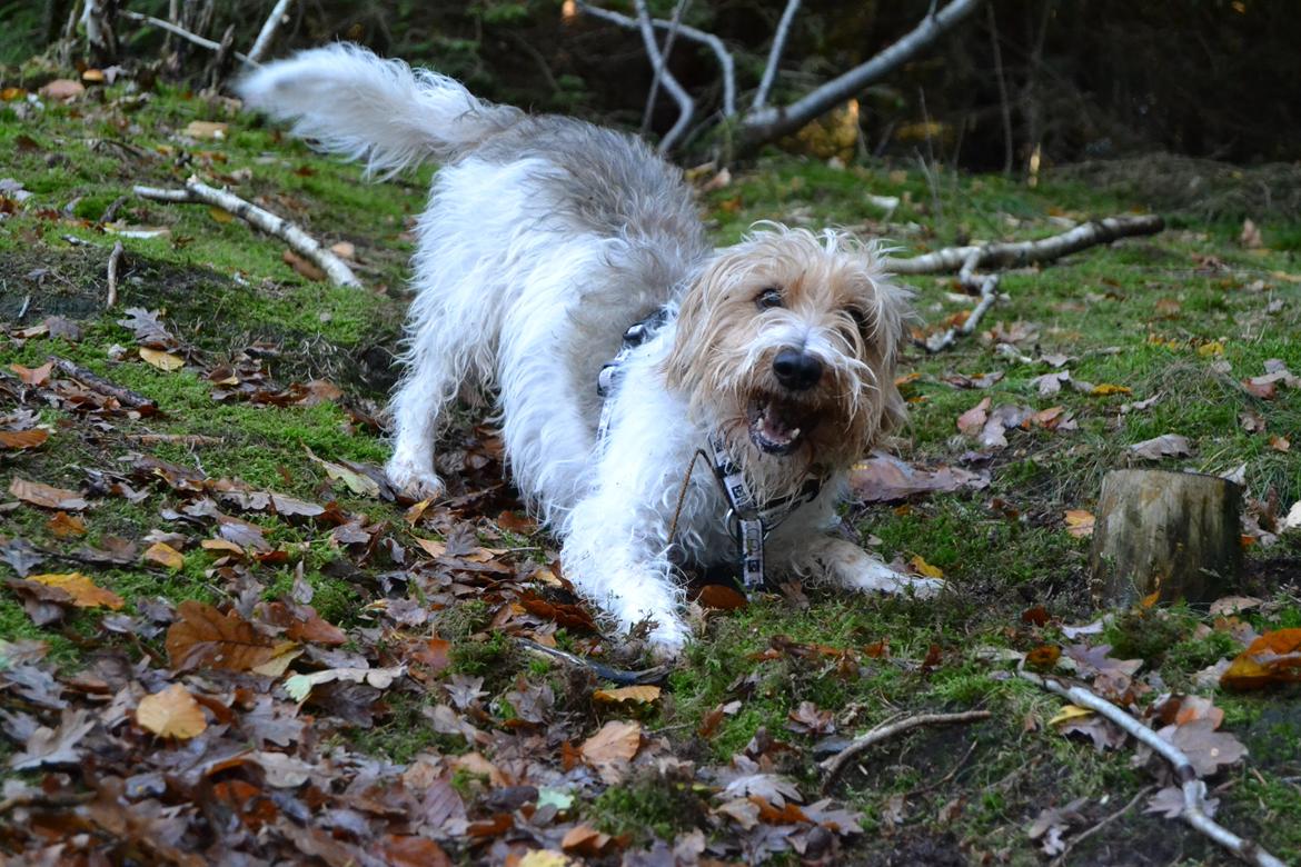 Blanding af racer Pjuske billede 22