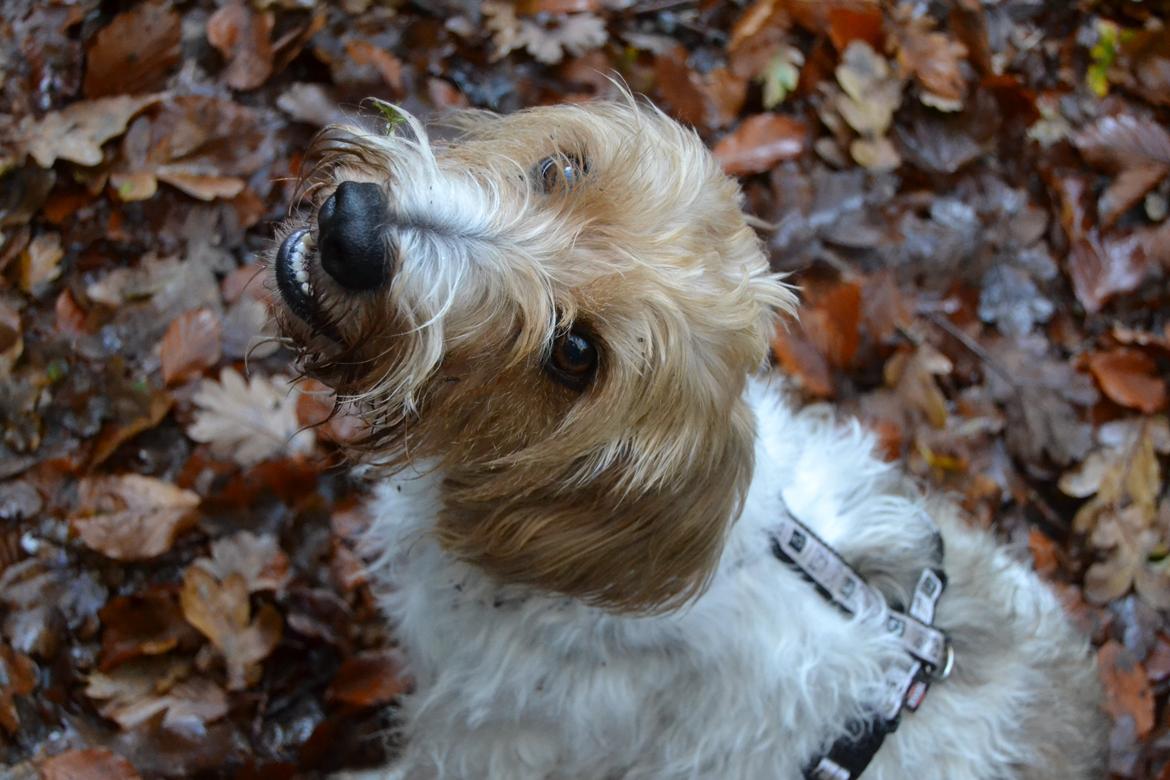 Blanding af racer Pjuske billede 23