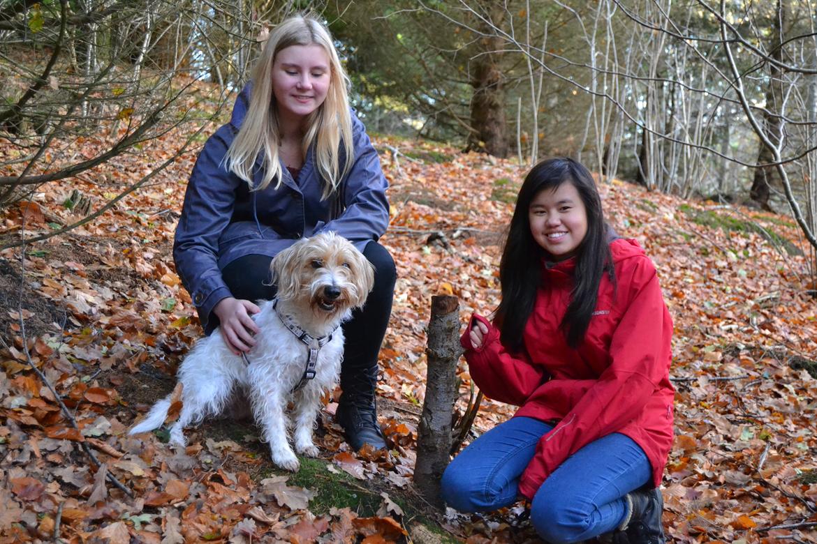 Blanding af racer Pjuske billede 24