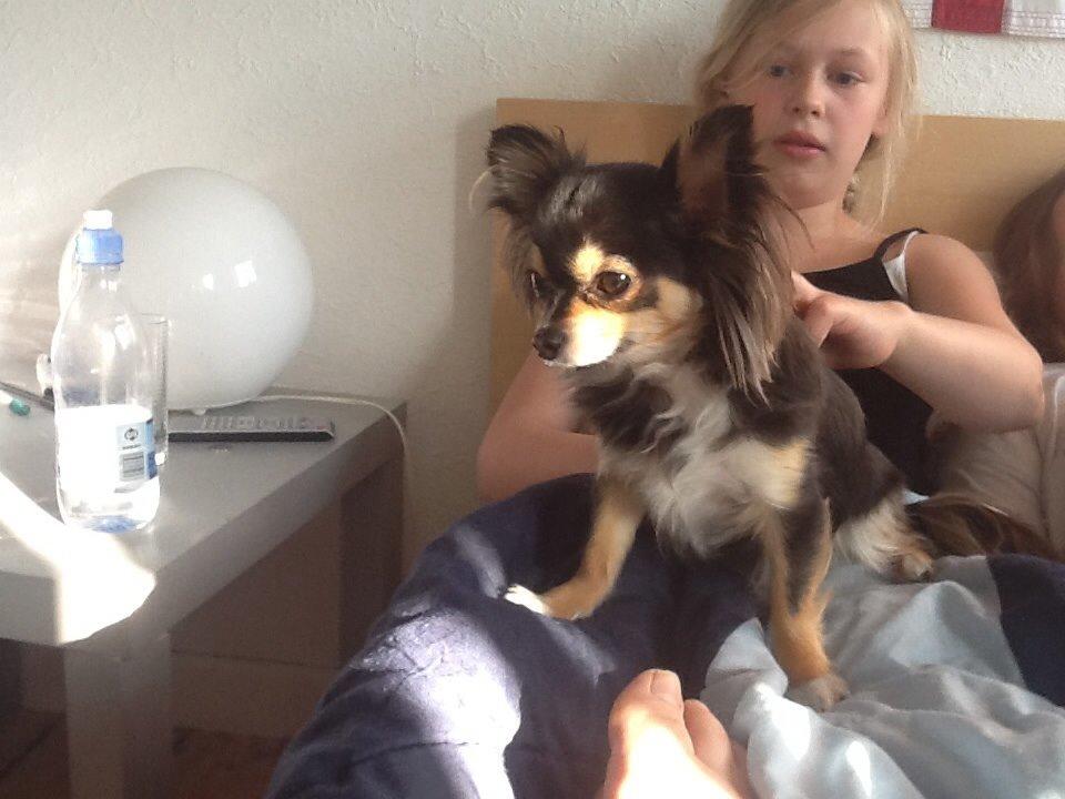 Chihuahua Freja billede 22